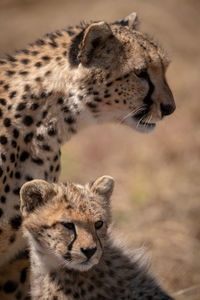 Cheetah with cub in forest