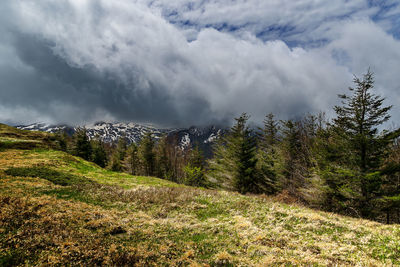 Plateau firs and clouds