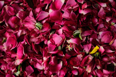 Full frame shot of pink flowering plants