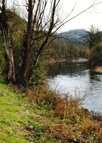 Scenic view of lake in forest against sky