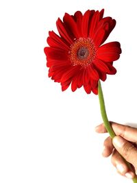 Close-up of hand holding red flower against white background