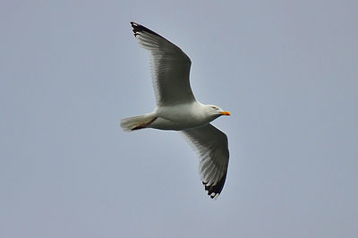 Low angle view of seagull flying against clear sky