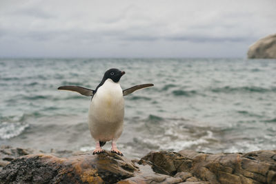 Close-up of penguin perching on rock at sea