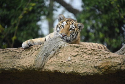 Cat relaxing on rock