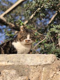 Portrait of cat on retaining wall