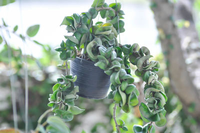 Close-up of green leaves on plant