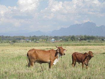 Cows standing in a field