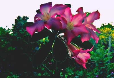 Close-up of pink rose blooming on tree