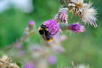 Close-up of bee pollinating on purple flower