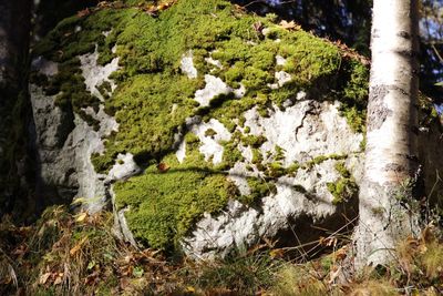 Plants growing on tree trunk