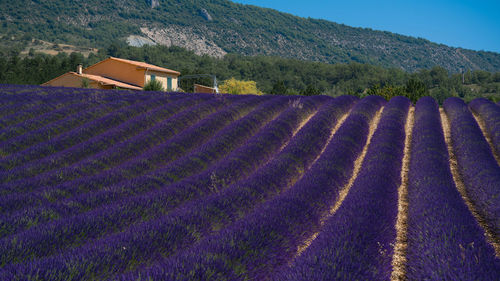 Scenic view of field