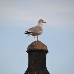 Seagull in flight