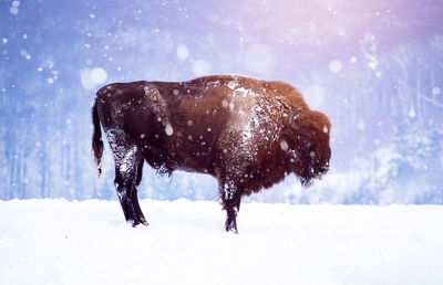 Bison standing on snow covered land