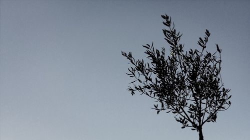 Low angle view of trees against clear sky