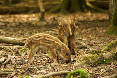 Close-up of squirrel on field