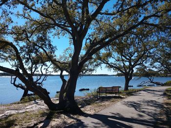 Trees by sea against sky