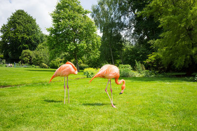 Pink flamingoes on grassy field