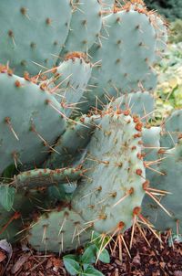 Close-up of cactus flower