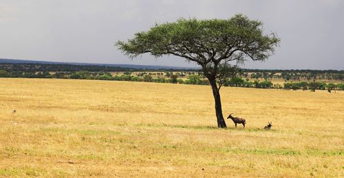 View of tree on field against sky