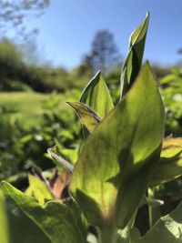 Close-up of plant leaves on field against sky