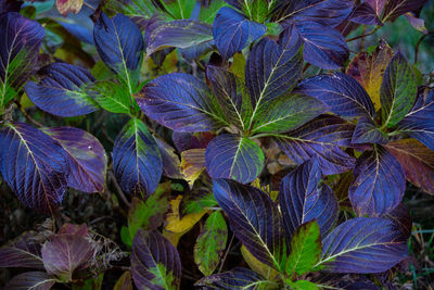 Close-up of purple flowering plant leaves in park