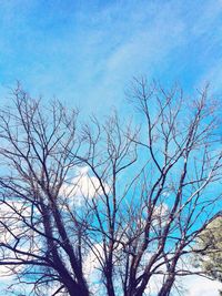 Low angle view of bare trees against blue sky