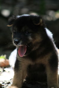 Close-up of dog sticking out tongue