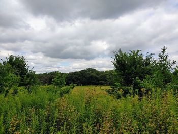 Scenic view of field against sky