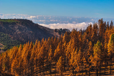 Scenic view of forest against sky during autumn