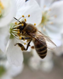 Macro bee on white cherry flower