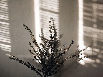 Close-up of plant against building