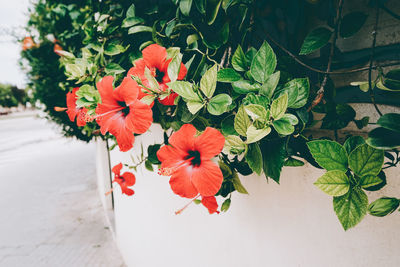 Close-up of red flowering plant