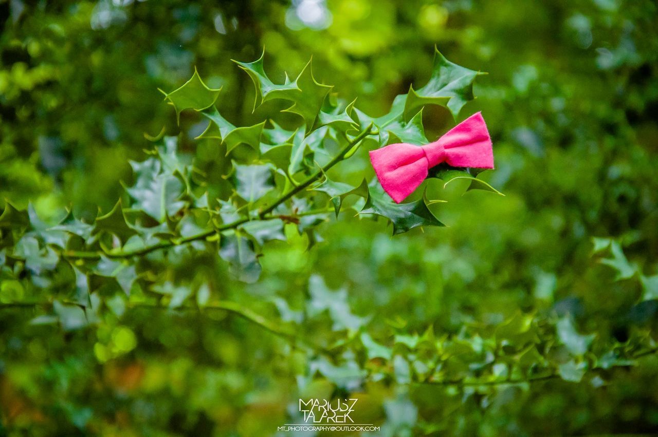 flag, patriotism, identity, national flag, tree, focus on foreground, american flag, low angle view, red, flower, day, close-up, hanging, outdoors, celebration, no people, nature, growth, culture, sky