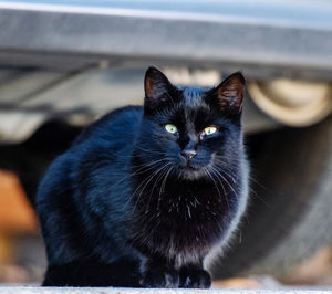 Close-up portrait of black cat