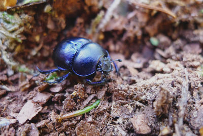 Close-up of insect