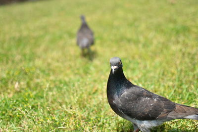 Close-up of pigeon on field