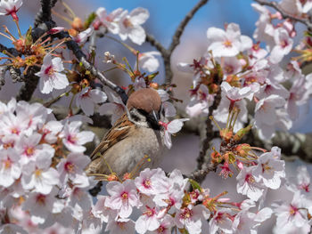 Close-up of cherry blossoms in spring