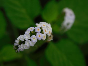 Close-up of flowers blooming outdoors