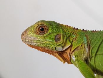 Close-up of iguana