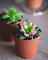 Close-up of potted plant on table