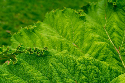 Close-up of green leaves