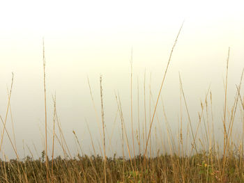 Scenic view of field against clear sky