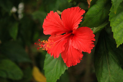 Close-up of red hibiscus flower