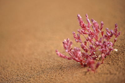 1156 small pinkish subbush growing in the sand-sumu barun jaran lake area. badain jaran desert-china