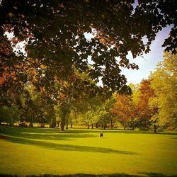 Trees in park