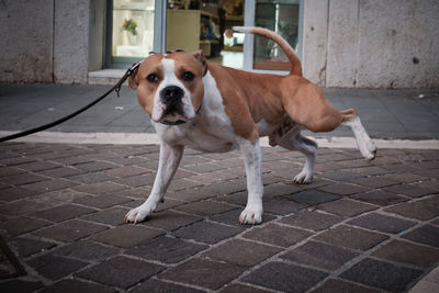 Portrait of dog standing on footpath