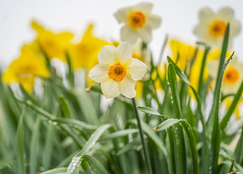 Close-up of yellow flowering plants