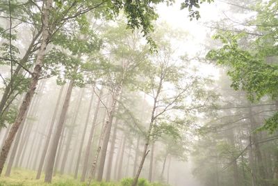 Low angle view of trees in forest during foggy weather