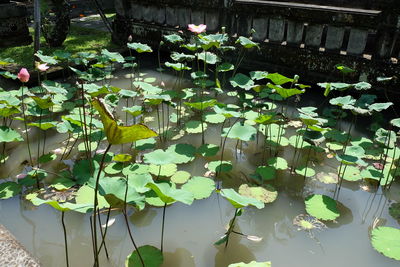 Lotus water lily in lake