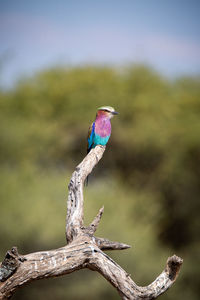 Close-up of bird perching on branch